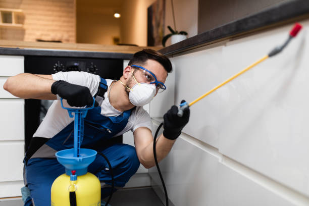 Best Flea Control Services  in Morrisonvle, IL
