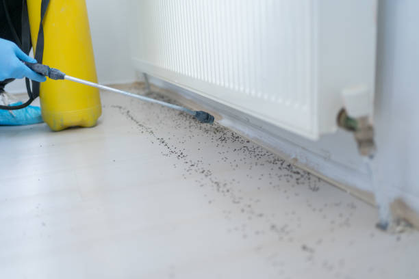 Best Bed Bug Extermination  in Morrisonvle, IL