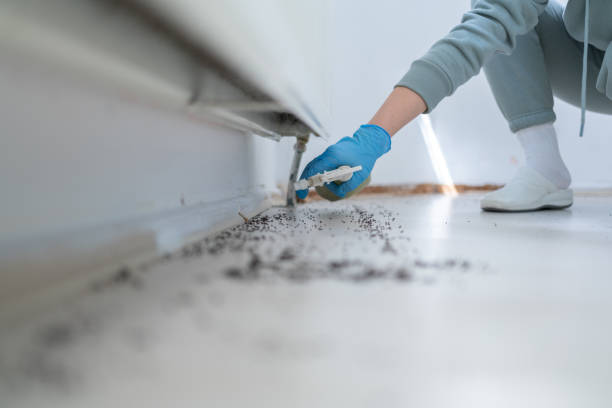 Best Pest Removal Services  in Morrisonvle, IL